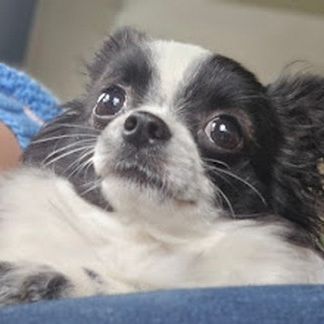 Magnifiques chihuahuas poil long lof #4