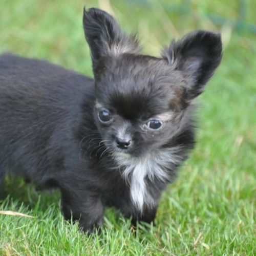 Magnifiques chihuahuas poil long lof #5