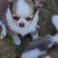 Magnifiques chihuahuas poil long lof #1