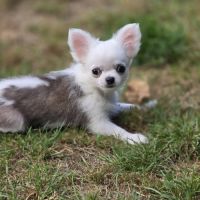 Magnifiques chihuahuas poil long lof