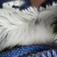 Magnifiques chihuahuas poil long lof #3