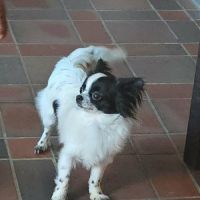 Magnifique chihuahua poil long lof