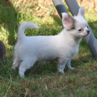 Magnifiques chihuahuas poil long lof #4