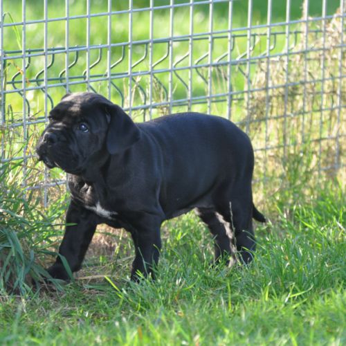 Deux femelles noires cane corso #4