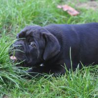 Deux femelles noires cane corso