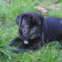 Deux femelles noires cane corso #2