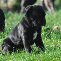 Deux femelles noires cane corso #3
