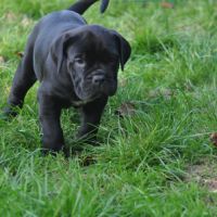 Deux femelles noires cane corso #5