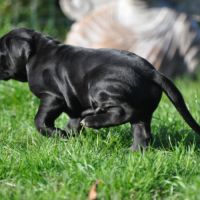 Deux femelles noires cane corso #6