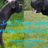 Deux femelles noires cane corso #7