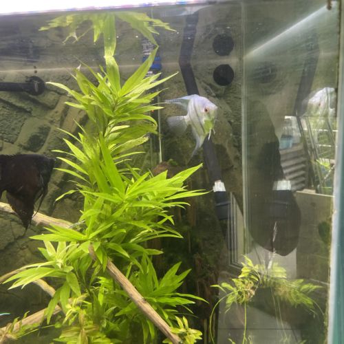 Couple scalaire (noir et avatar bleu) + smoke blue #1