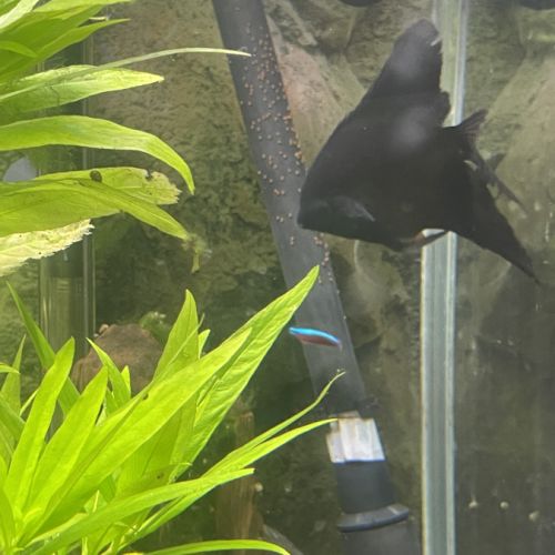 Couple scalaire (noir et avatar bleu) + smoke blue #3