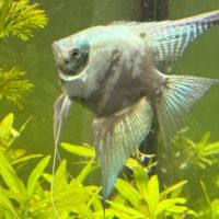 Couple scalaire (noir et avatar bleu) + smoke blue