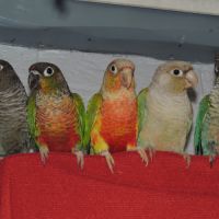 Conure molinaé de 2024