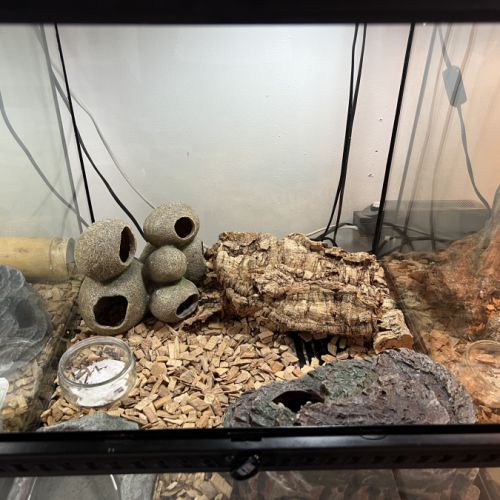 Terrarium complet + gecko léopard #0
