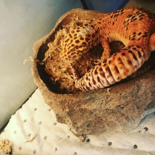 Terrarium complet + gecko léopard #4