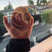 Terrarium complet + gecko léopard #2