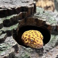 Terrarium complet + gecko léopard #3