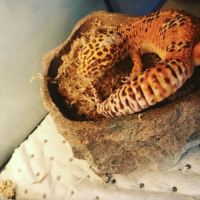 Terrarium complet + gecko léopard #4