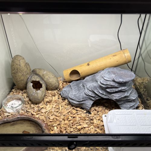 Terrarium + geckotte #1