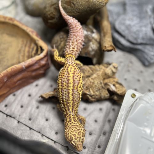 Terrarium + geckotte #0