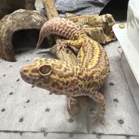 Terrarium + geckotte #3