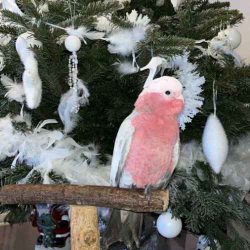 Cacatoès rosalbin #2