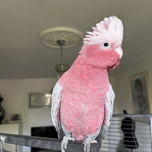 Cacatoès rosalbin #3