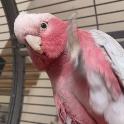 Cacatoès rosalbin #4