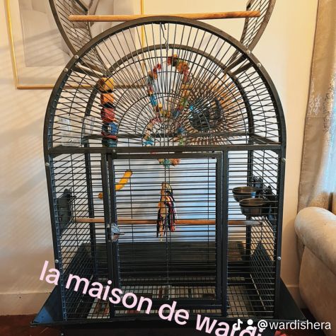 Cacatoès rosalbin #5