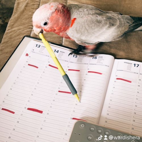 Cacatoès rosalbin #0