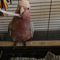 Cacatoès rosalbin #1
