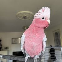 Cacatoès rosalbin #3