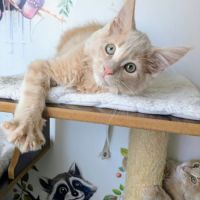 2 maine coon loof #1