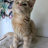 2 maine coon loof #2