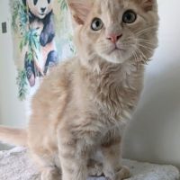 2 maine coon loof #3