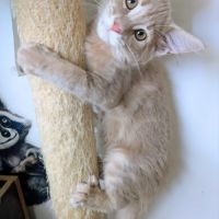 2 maine coon loof #4