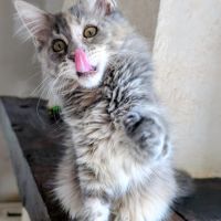 2 maine coon loof #5