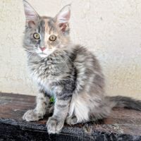 2 maine coon loof #6