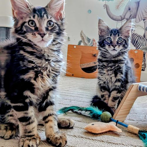 3 magnifiques femelles maine coon loof #1