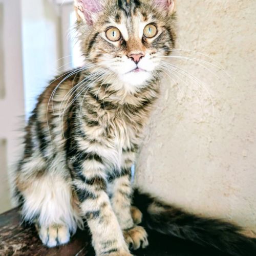 3 magnifiques femelles maine coon loof