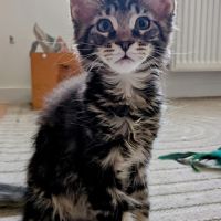 3 magnifiques femelles maine coon loof #2