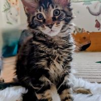 3 magnifiques femelles maine coon loof #3