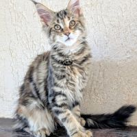 3 magnifiques femelles maine coon loof #5