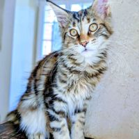 3 magnifiques femelles maine coon loof #6
