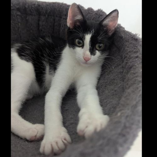 Choupette, adorable chaton à l'adoption