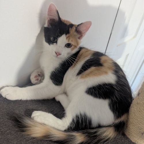 Croquette, adorable chaton à l'adoption