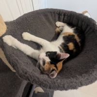 Croquette, adorable chaton à l'adoption #1