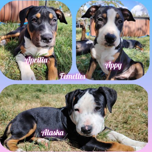 Chiots american staffordshire terrier #2