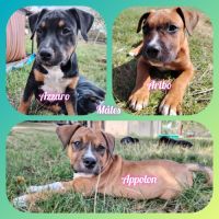 Chiots american staffordshire terrier